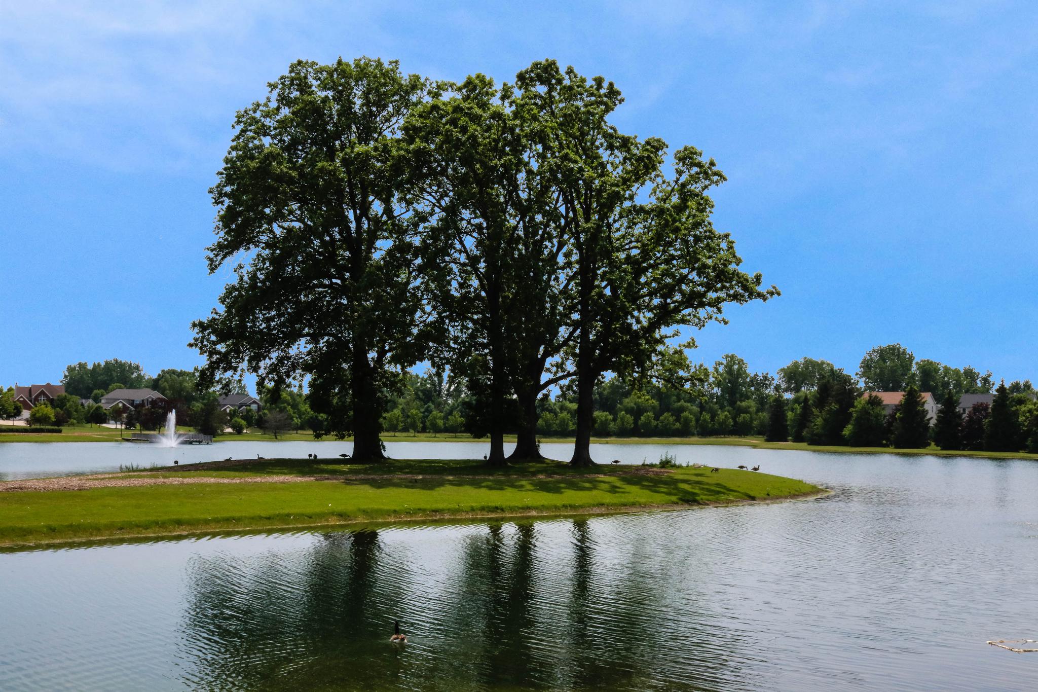 view of 1 of the 3 ponds in Mill River